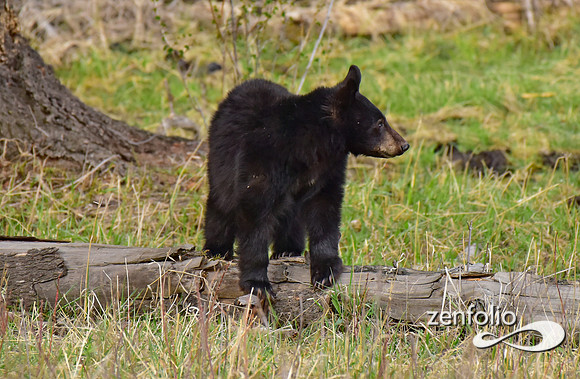 calcite spring black bears (116)