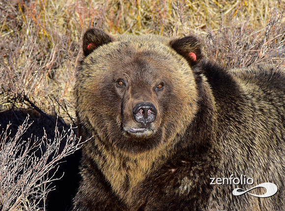 blacktail grizzly close up.