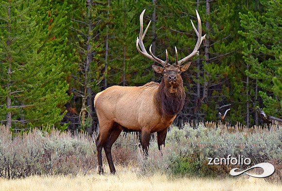 big bull elk (26)