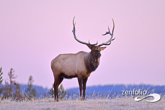 monster bull elk (45)