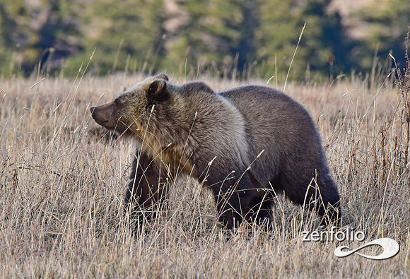 grizzly (10)
