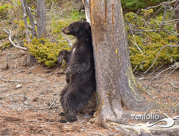 black bears (12)