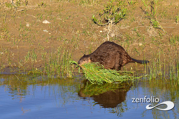 beavers (76)