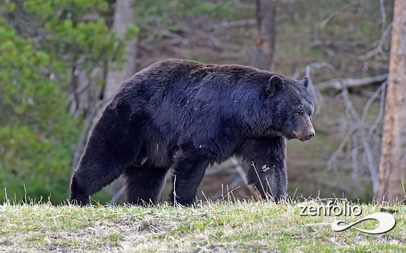 _TED4667