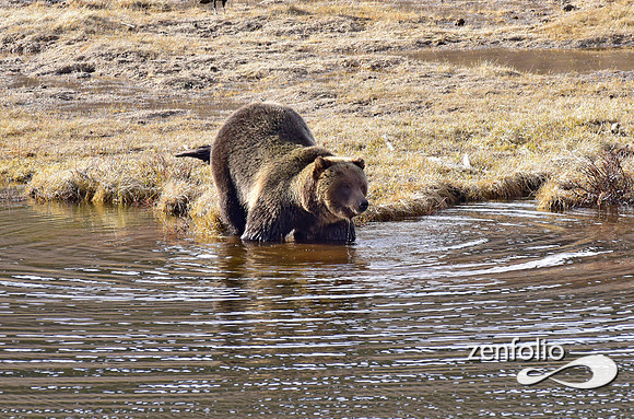 blacktail grizzly,spring 2017 (163)