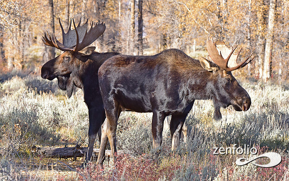 bull moose (6)