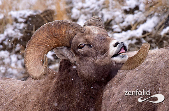 bighorn rams (15)