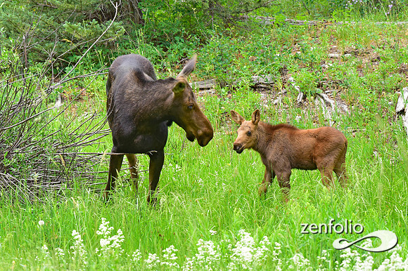 moose and calf feeding (3)