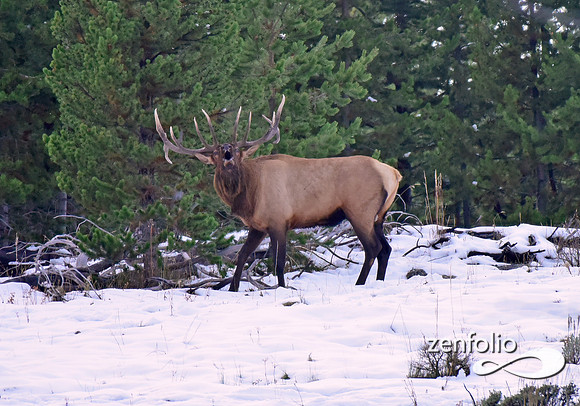 bugling elk (3)