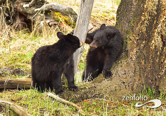 black bears (8)