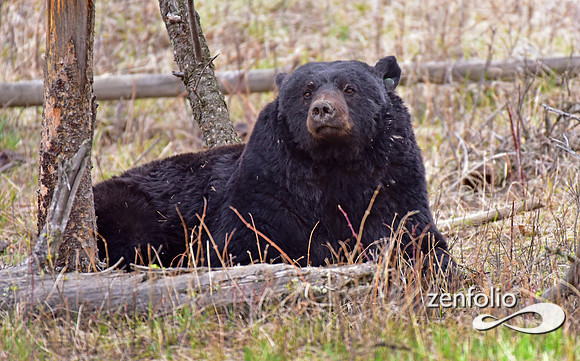 _TED4528