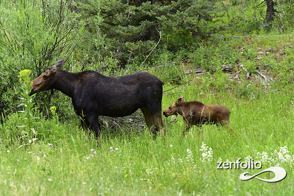 moose and calf feeding (9)
