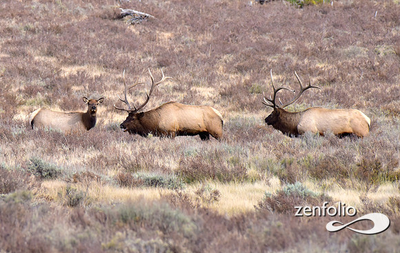 dueling bulls (4)
