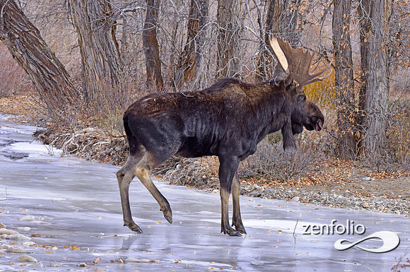 bull moose (150)