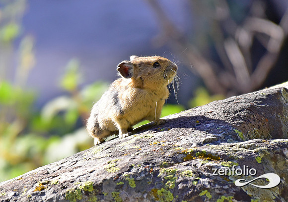 pika (2)