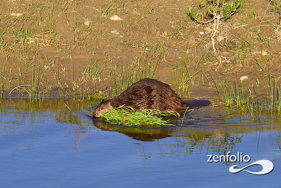beavers (85)