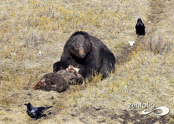 grizzly images 2017 (28)