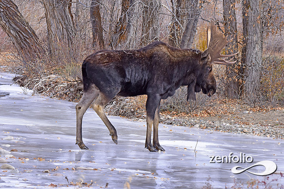 bull moose (152)