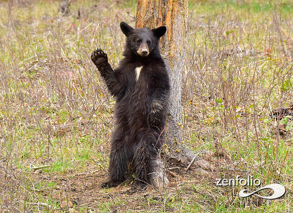 black bears (19)