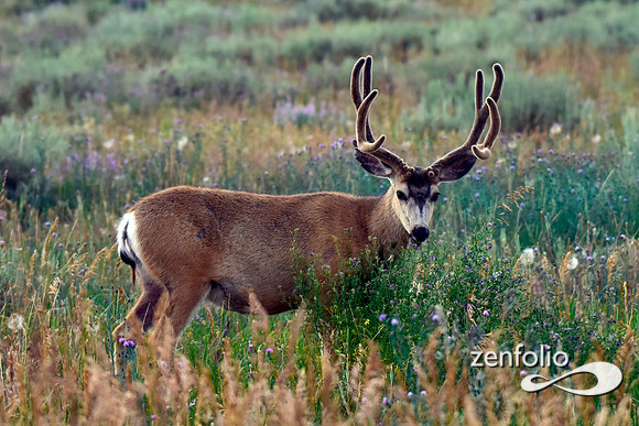 muley velvet buck (6)