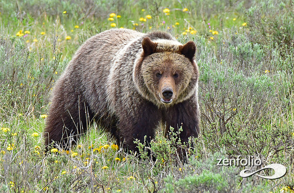 grizzly (7)