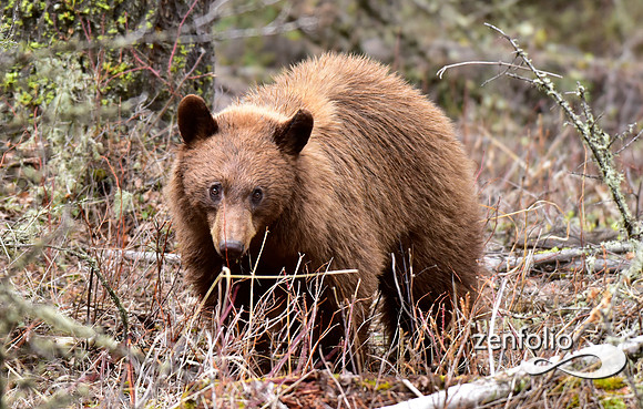 cinnamon bear (3)