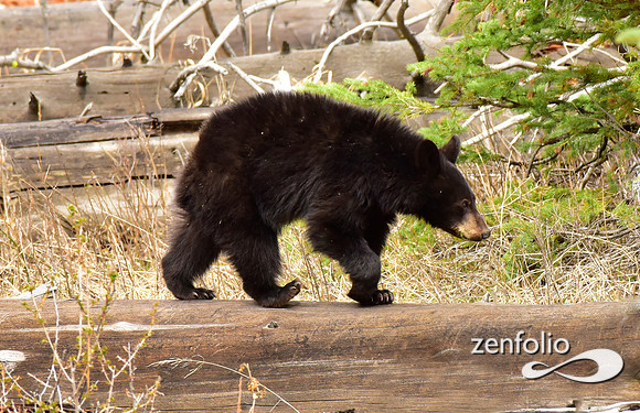 black bears (3)