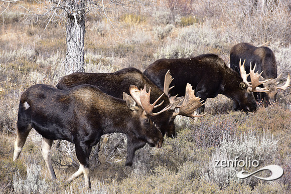 bull moose (203)