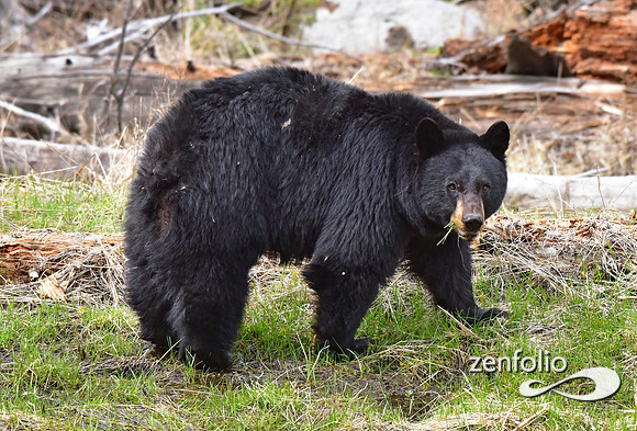 _TED4897
