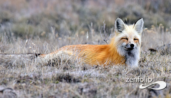 red fox (3)