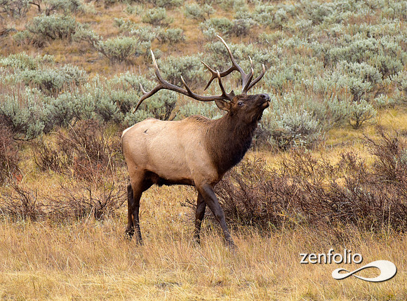 big bull elk (7)