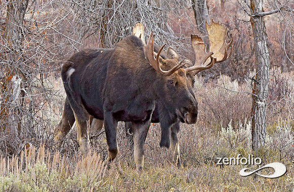 bull moose (105)