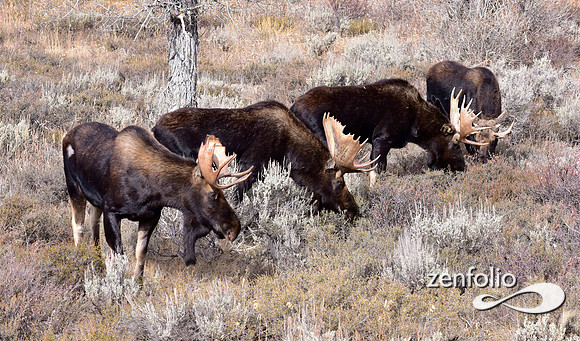 bull moose (201)
