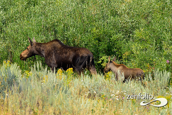 cow moose with her calf
