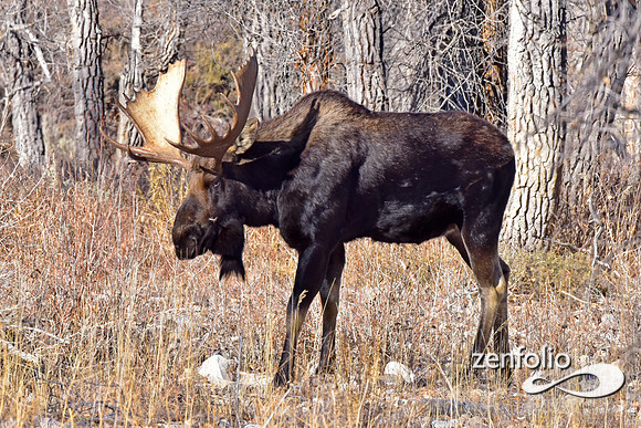 bull moose (48)