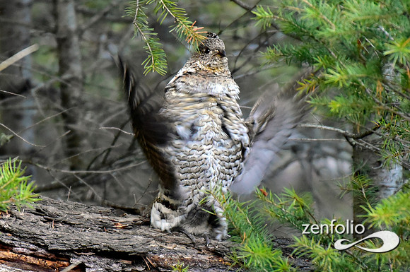 ruffed grouse (12)