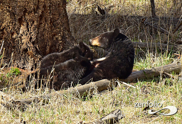 calcite spring black bears (3)
