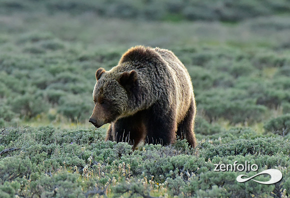 grizzlies (3)