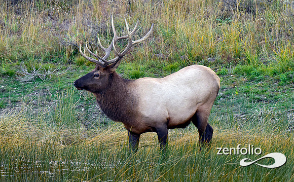 swan lake flats bull elk (11)