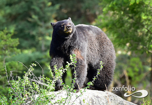female black bear