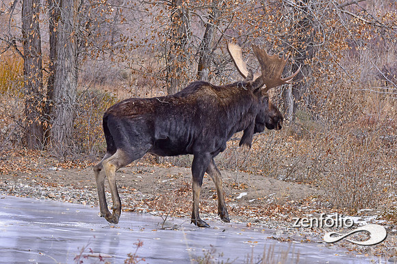 bull moose (160)