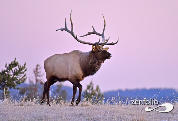 monster bull elk (44)