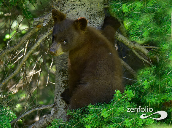 black bear cub (6)