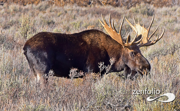 bull moose (28)