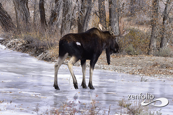 bull moose (189)