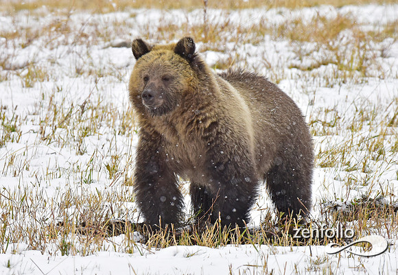 young grizzly bear (12)