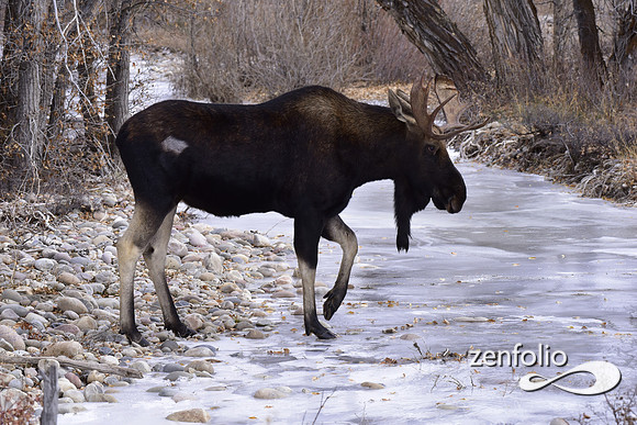 bull moose (168)
