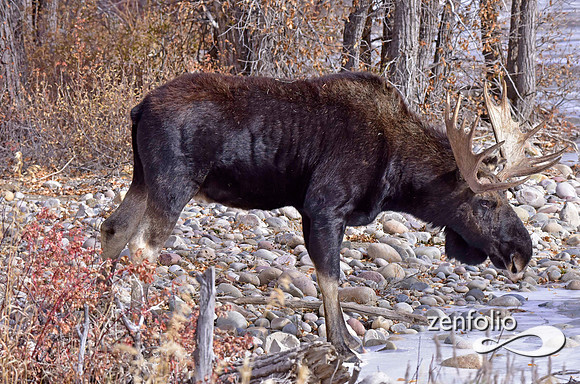 bull moose (114)