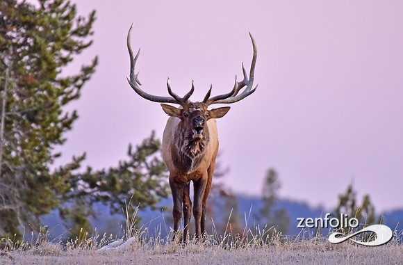 monster bull elk (40)