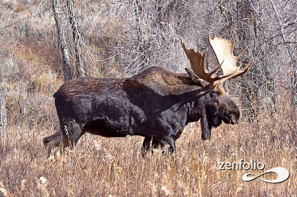 bull moose (112)
